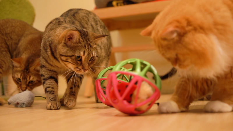 Interactive Toy