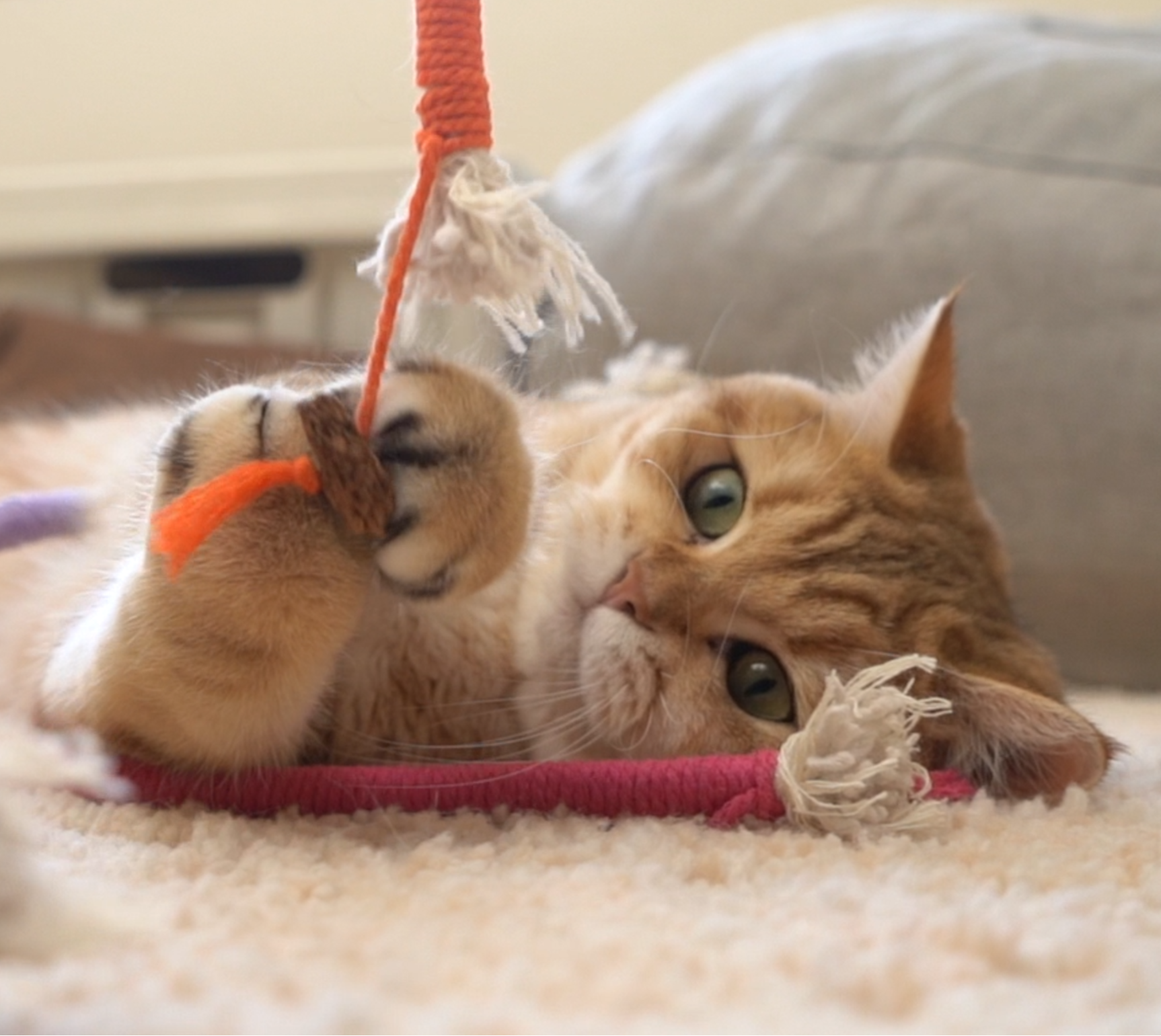 Chew Toy