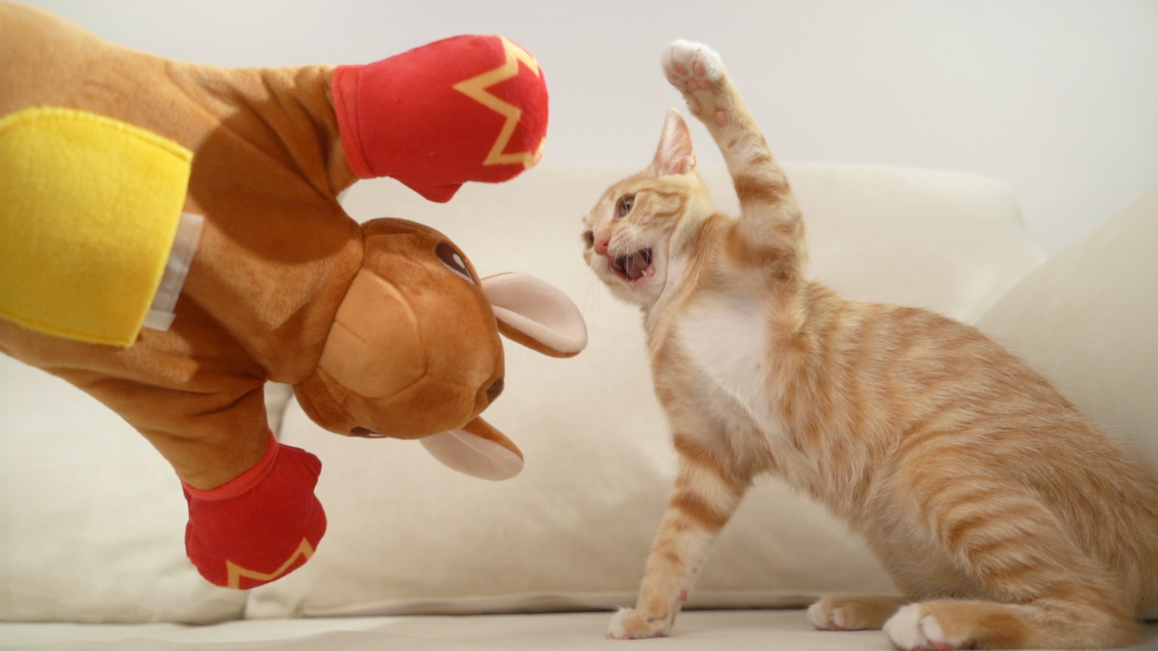 Cat playing with a plush toy on a couch